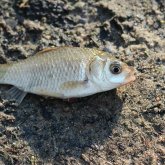 Елордадағы триатлон паркінде балық қырылып жатыр