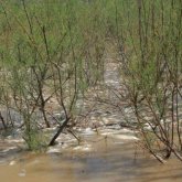 Атырау облысындағы Алмағамбет көлінен 507 келі өлі балық табылды