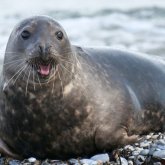 «Итбалықтардың неден өлгені белгісіз» – Экология министрі