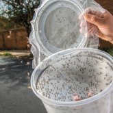 Билл Гейтстің мыңдаған мутант маса шығарғаны рас па?