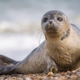 «Каспий итбалығын сақтау үшін ерекше қорғалатын табиғи аумақ құру жоспарлануда» – министрлік