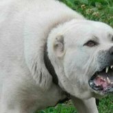 Алматы облысында бүлдіршінге алабай шабуыл жасаған