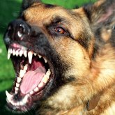 Тағы бір бүлдіршін бұралқы иттің құрбаны болды