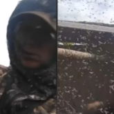 «Мал қырылып, адамдар далаға шықпайды»: Павлодар тұрғындары масаның шамадан тыс көбейгеніне шағымданды