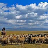 «Мазақ қылып отырсыз ба?»: Ақтөбеде 300 мың теңгеге мал бағатын адам табылмай отыр