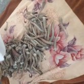 Алматы облысында құны 360 млн теңге тұратын киік мүйізі тәркіленді