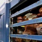 Фермерлер мал экспорты мәселесіне қатысты Ұлттық палата алаңына жиналды