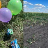 5 жасар Мадинаны іздеу жұмыстарында түрлі-түсті шарлар пайдаланылып жатыр