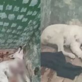 Пышақпен кесіп, жоғарғы қабаттан лақтырған: Сәтпаевта тұрғын күшікті асқан қатыгездікпен қорлаған