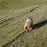 Жетісу облысында қойшыны аю жеп қоя жаздады