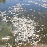 Каспийдің таязданған жағалауына өлі балықтар жиналып қалған