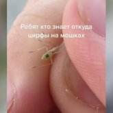 Қазнетте «Билл Гейтстің мутант масасы» туралы видео тарап жатыр