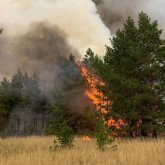 Қостанайдағы өрттен соң орман шаруашылығы мекемесінің басшысы қамауға алынды