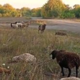 «Химикаттан уланған»: Солтүстік Қазақстанда бір отар қой қырылып қалды