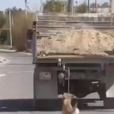 Желіде КамАЗ-ға ит байлап сүйрегендердің видеосы тарады