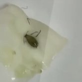 «Тамақтан шаш пен тарақан шыққан»: Астаналық ата-аналар мектептің асханасына шағымданды