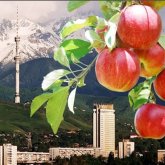 «Алматының алмасы әлемге танымал ұлттық брендімізге айналуы керек» - Тоқаев