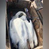 Ақмола облысында аққуларды атып алған аңшы ұсталды