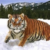 Ресей Қазақстанға Амур жолбарыстарын тегін береді