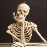 Адам сүйегін сатумен айналысатын саудагер жұмысы жайлы айтты