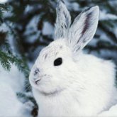 «Ең бейбіт жыл»: Қоян жылына болжамдар жасалды