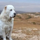 Өскеменде 6 жасар қызды алабай талап, мерт қылды