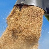 Ресей бидайын Қазақстанның астығы ретінде сатқан кәсіпкерлер тергеліп жатыр