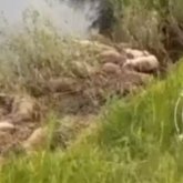 Судан өте алмаған: Қарағанды облысында 86 ақбөкеннің өлексесі табылды