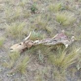 Киік атқан браконьер ұсталды