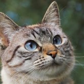 Қарағандылық 11 жасар қыз лифтте мысықты аяусыз соққылаған