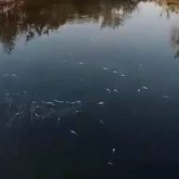 Атырау облысындағы Ойыл өзенінде балық қырылып жатыр