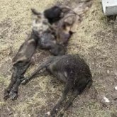 Екібастұзда ұсақ малдар тірідей жанып кетті