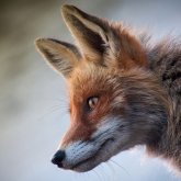 Ақтөбе облысында 4 жасар баланы құтырған түлкі тістеп алған