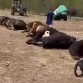 Павлодар облысында ірі қара мал жаппай қырылып қалды