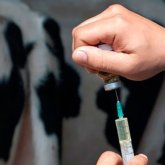 Батыс Қазақстан облысында 21 адам бруцеллез жұқтырған