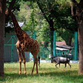 Алматыдағы хайуанаттар бағы 46 жыл бұрын түсірілген таспаны көрсетті (ВИДЕО)