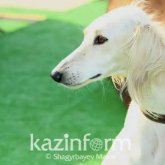 Қазақы тазылар тарихта тұңғыш рет Дүниежүзілік иттер көрмесіне қатысады