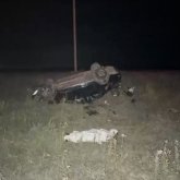 Ақмола облысында жеңіл көлік елікке соғылып, бір адам қаза тапты