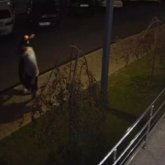 «Кезекті ақпараттық шабуыл»: Тұрлыханов басы дауға қалған ұлына қатысты мәлімдеме жасады