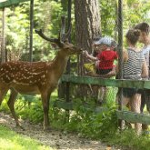309 миллион теңге бөлінген: Антикор Шымкенттегі зообақ қызметін тексереді
