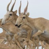 Елімізде киік атуға ресми түрде рұқсат берілді