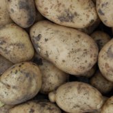 Қызылорда облысында ауыл тұрғыны қойдың жүніне картоп еккен