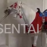 Сүндет тойда жылқыға қатыгездік көрсеткен Шымкент тұрғыны жауапқа тартылды (ВИДЕО)