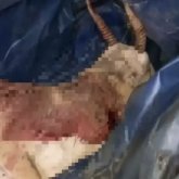 Қостанай облысында киік қаққан жүргізуші сотталуы мүмкін