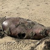 Каспий жағалауынан отызға жуық итбалық пен бекіре табылды