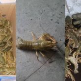 Шығыс Қазақстанда браконьерлер 5 тоннаға жуық шаян аулаған