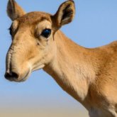 Қостанай облысында киік етінен консерві шығарыла бастады