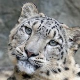 Экология министрлігі елімізде қанша қар барысы мекендейтінін айтты