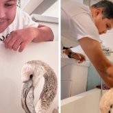 Қызыл кітапқа енген қоқиқазды құтқарған ақтаулық блогер жауапқа тартылмақ