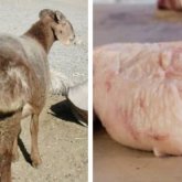 Құйрық майдың біз білмейтін пайдасы